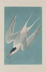 Sterna Rosata, 1835